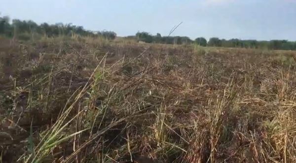 ขายที่ดินเปล่า 23-0-11 ไร่ จังหวัดนครศรีธรรมราช อำเภอร่อนพิบูลย์ เหมาะสำหรับทำการเกษตร